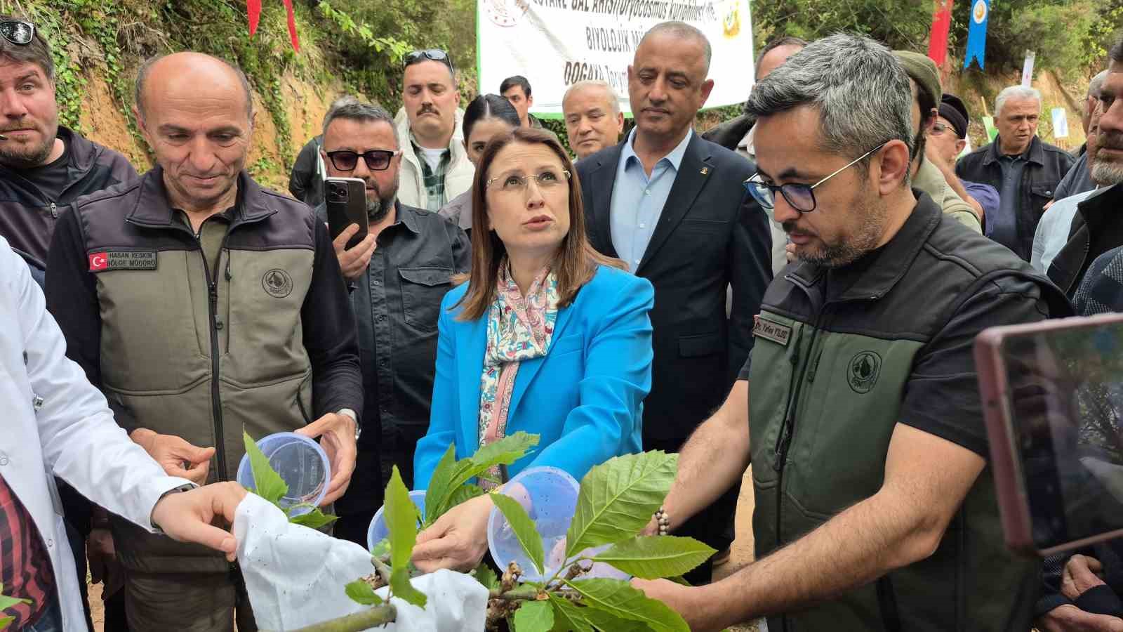 karadenizde-katil-arilara-karsi-terminator-boceklerle-mucadele