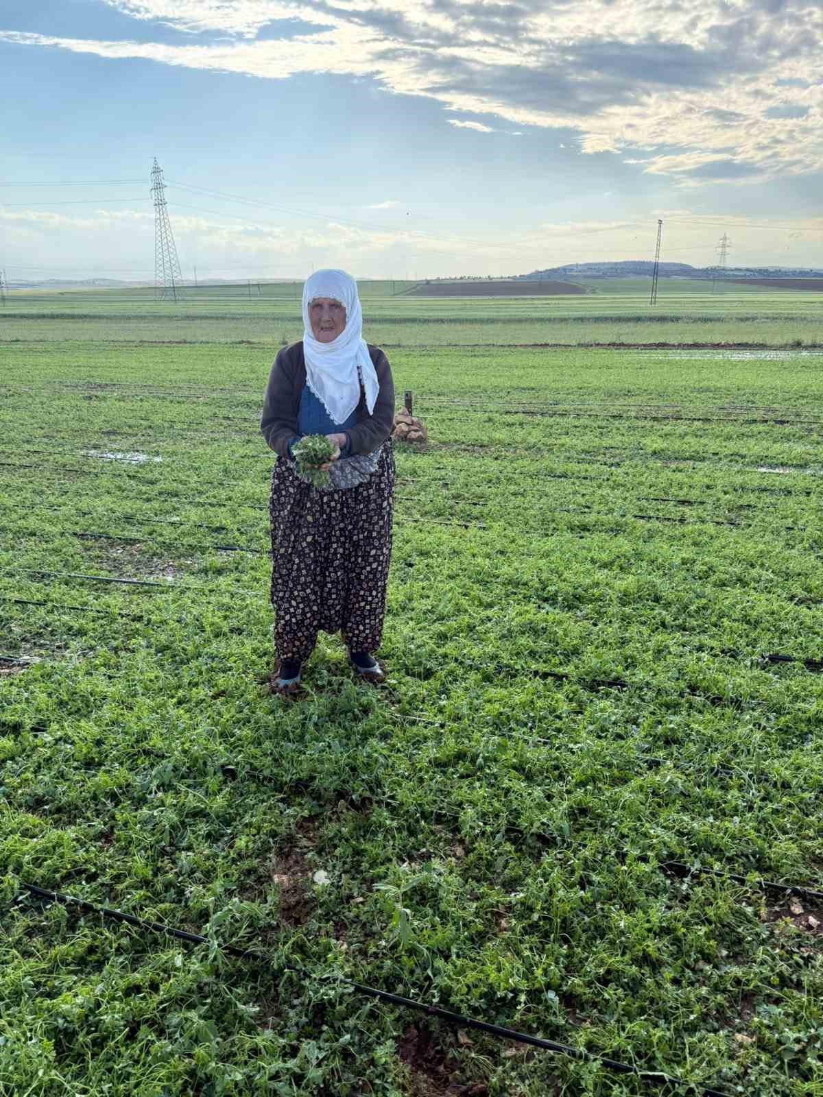 mardinde-40-bin-dekar-arazi-dolu-yagisindan-etkilendi