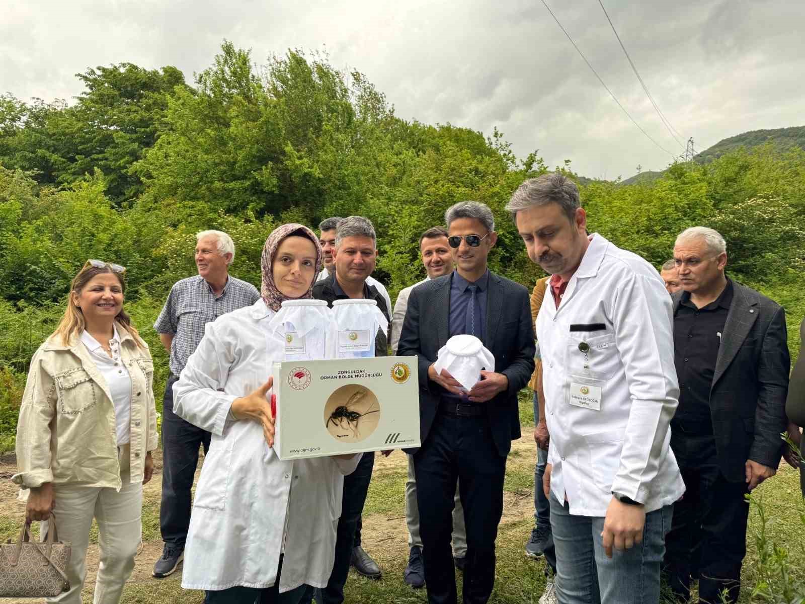 caycumada-kestane-gal-arisina-karsi-biyolojik-mucadele