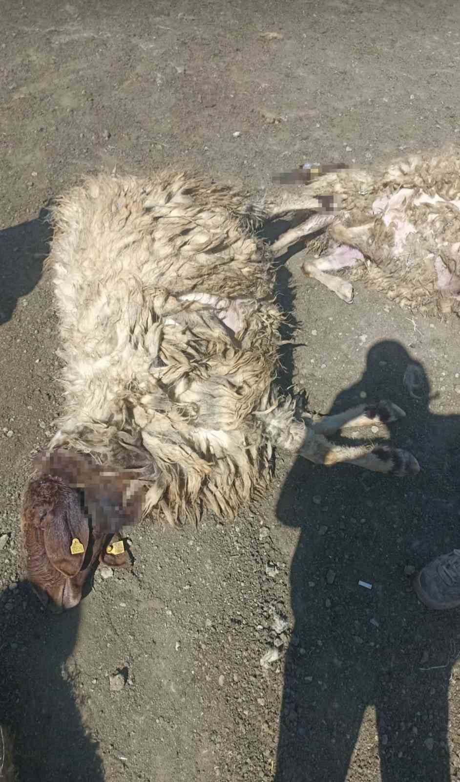 kurtlar-sabaha-karsi-girdigi-agilda-12-koyunu-telef-etti-20sini-yaraladi
