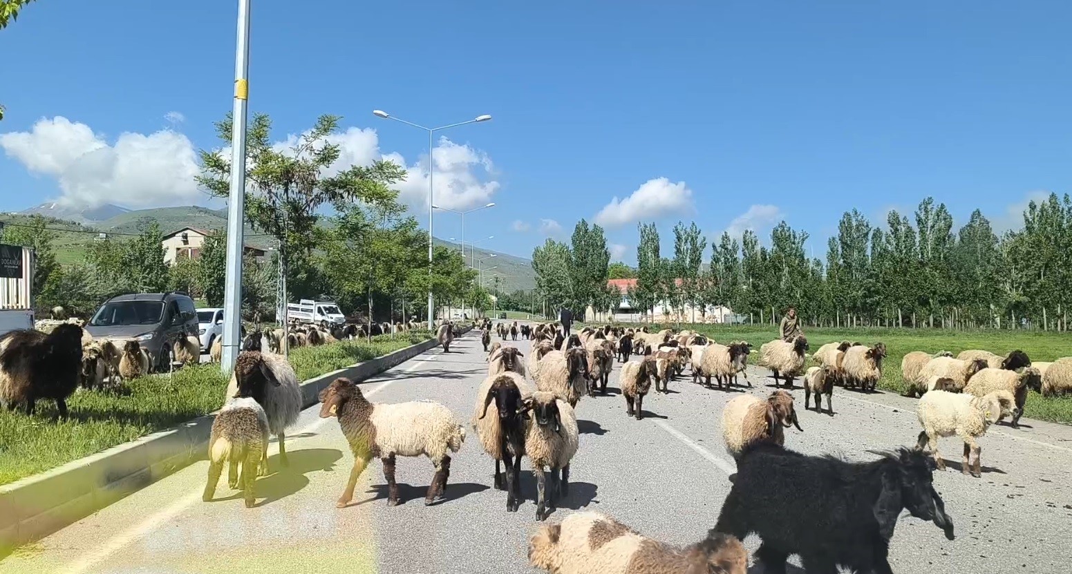 musta-kucukbas-hayvan-suruleri-trafigi-tehlikeye-dusuruyor