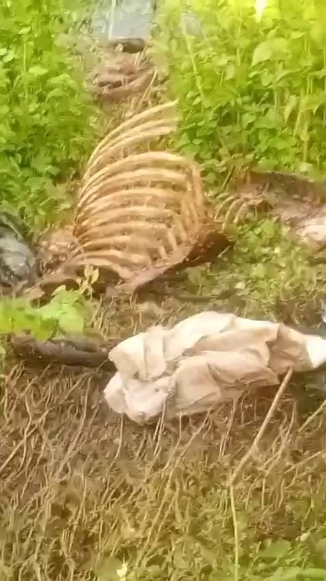 dere-kenarinda-parcalanmis-tek-tirnakli-hayvan-kemikleri-bulundu
