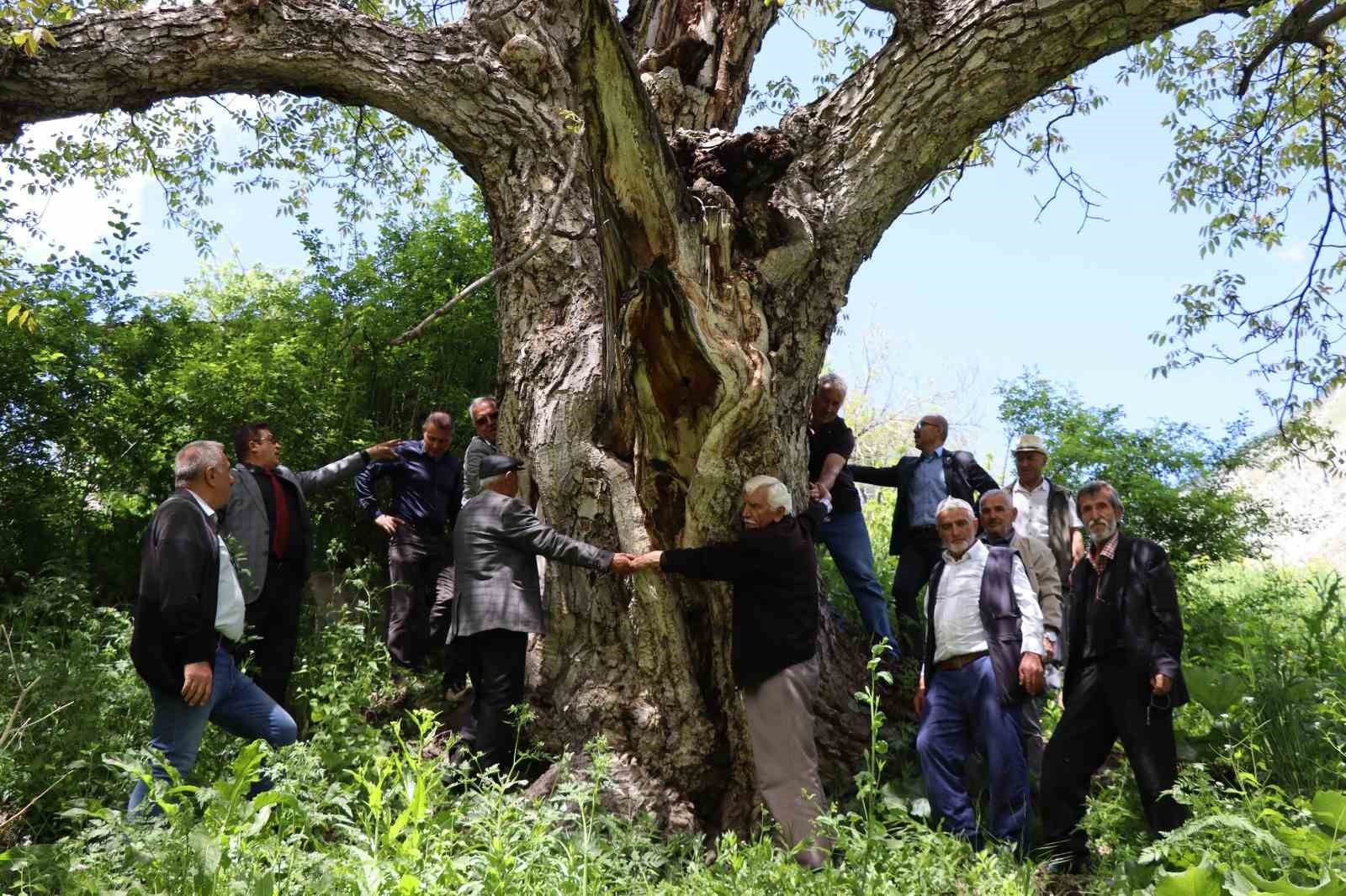 erzurumda-en-az-300-yillik-ceviz-agaci-dimdik-ayakta