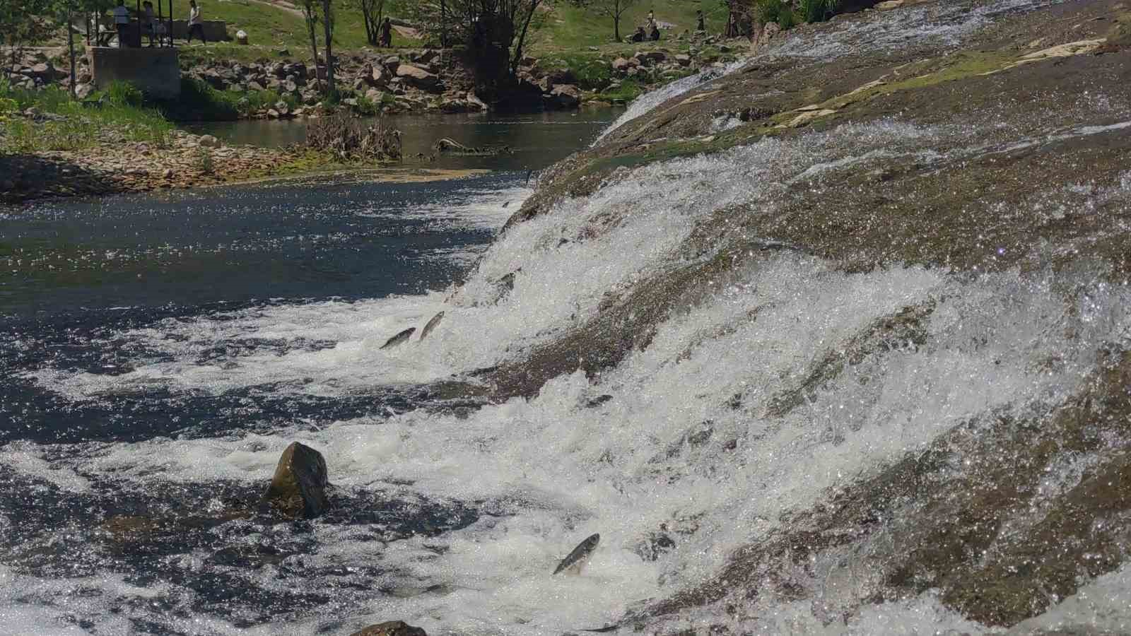 inci-kefalinin-yumurta-birakmak-icin-23-kilometrelik-seruveni