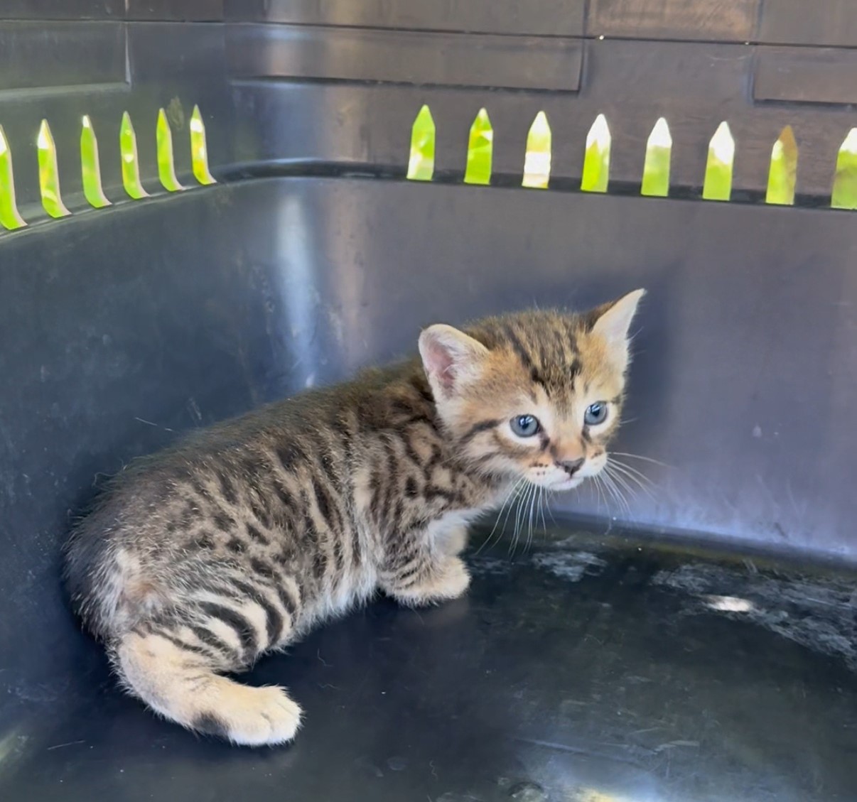 aracin-kaputunun-altina-giren-2-yavru-kedi-itfaiye-ekiplerince-kurtarildi