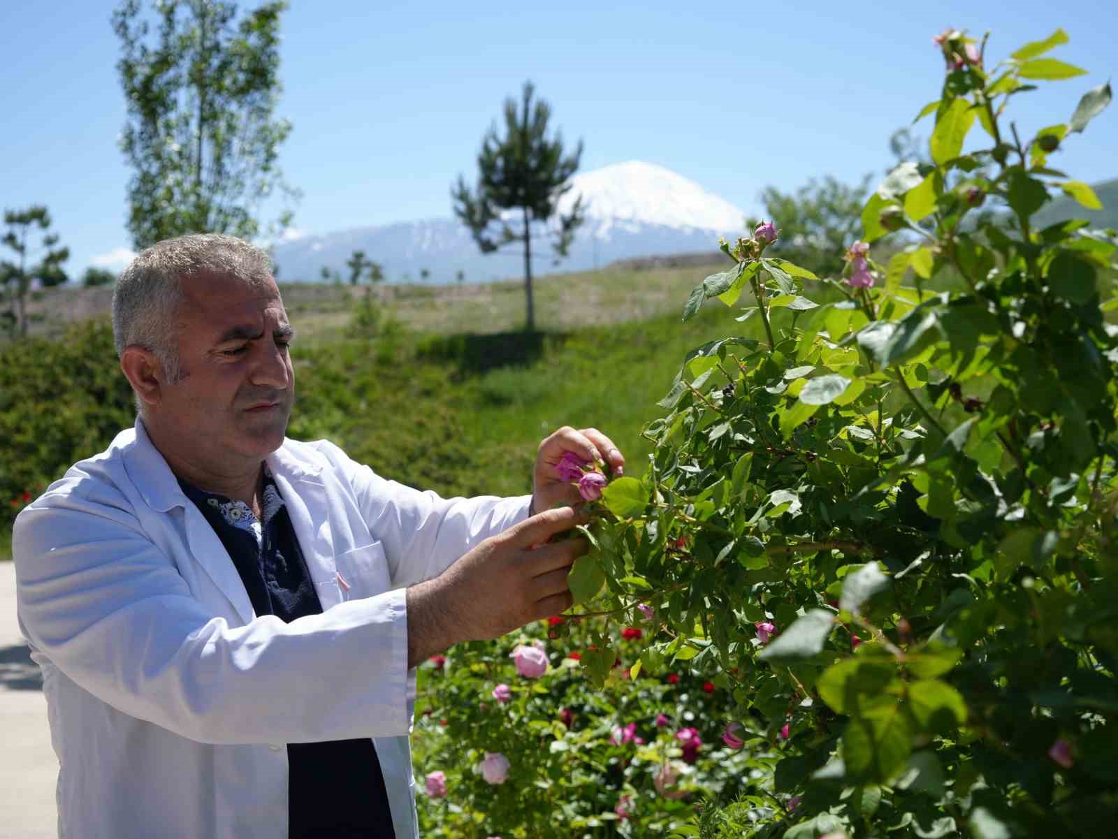 igdir-universitesinde-yetisen-guller-kozmetik-urunlere-donusuyor