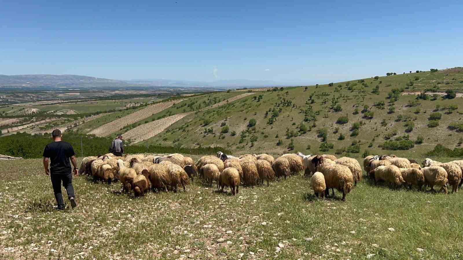 malatyada-yetistiriciler-yayla-yoluna-cikti