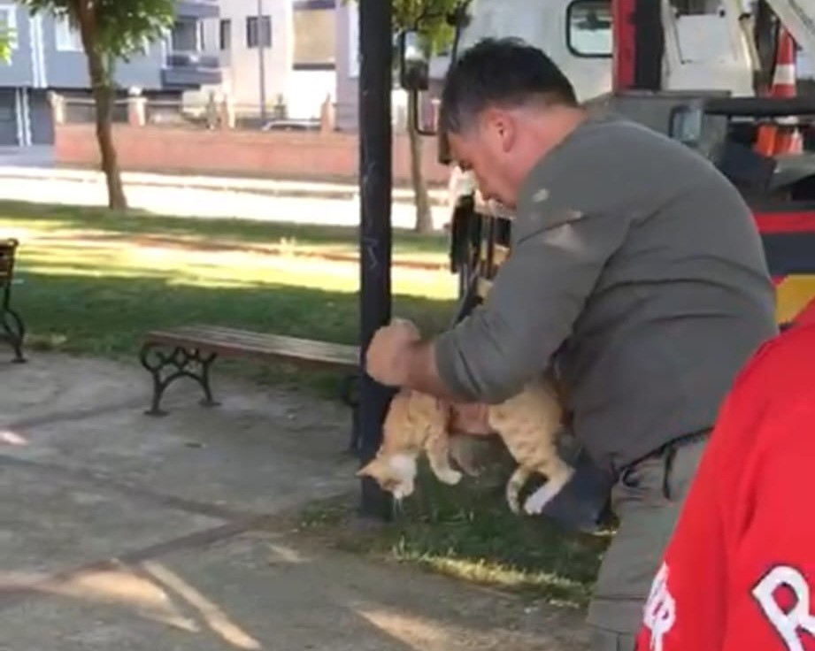 manisada-agacta-mahsur-kalan-kedi-kurtarildi