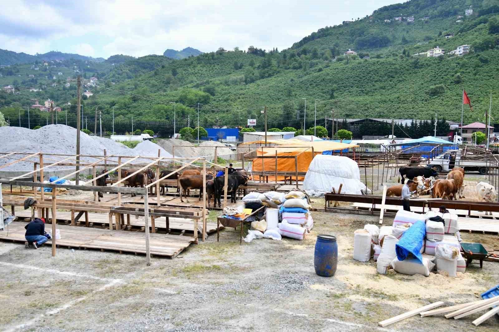 trabzona-kurban-bayrami-oncesinde-kurbanliklar-gelmeye-basladi