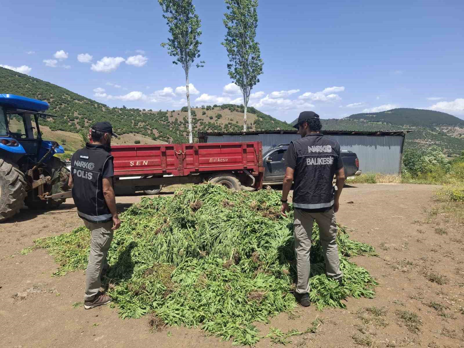 balikesirde-kenevir-bahcesine-operasyon