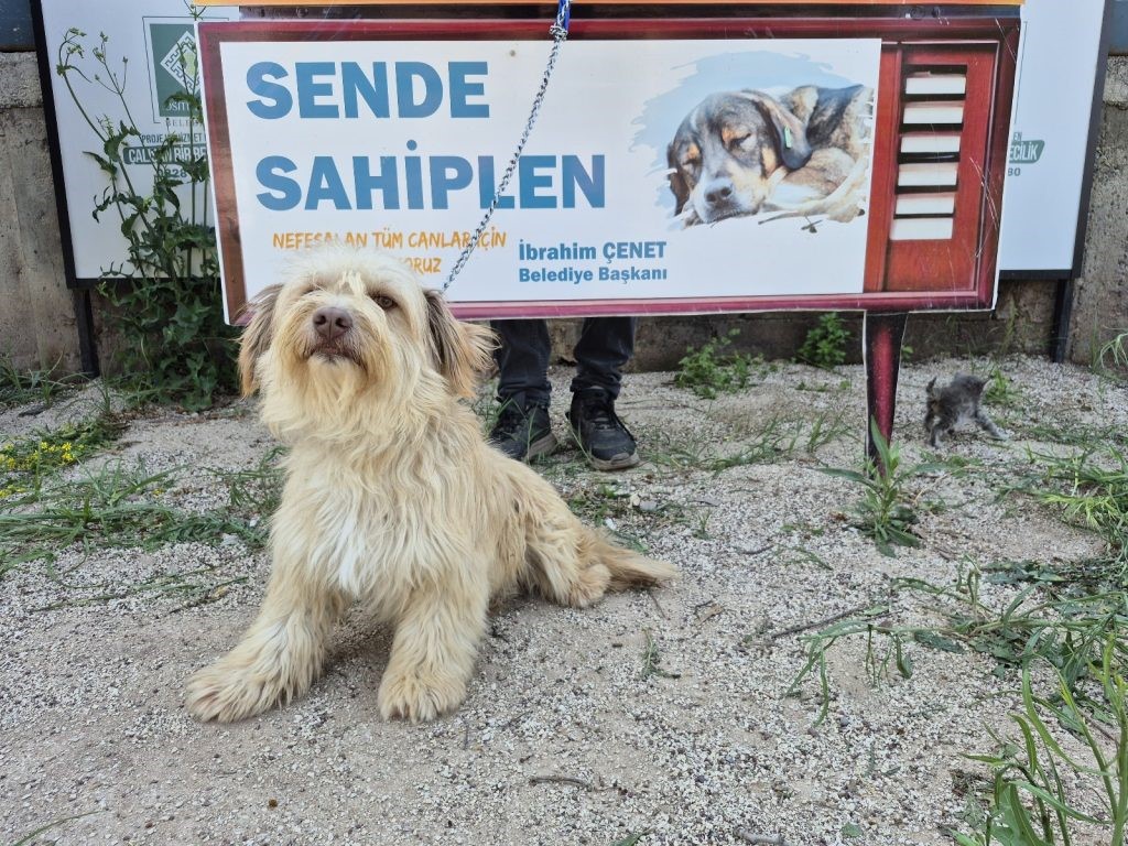 osmaniye-belediyesinden-yuva-arayan-can-dostlarimiz-sizi-bekliyor-kampanyasi