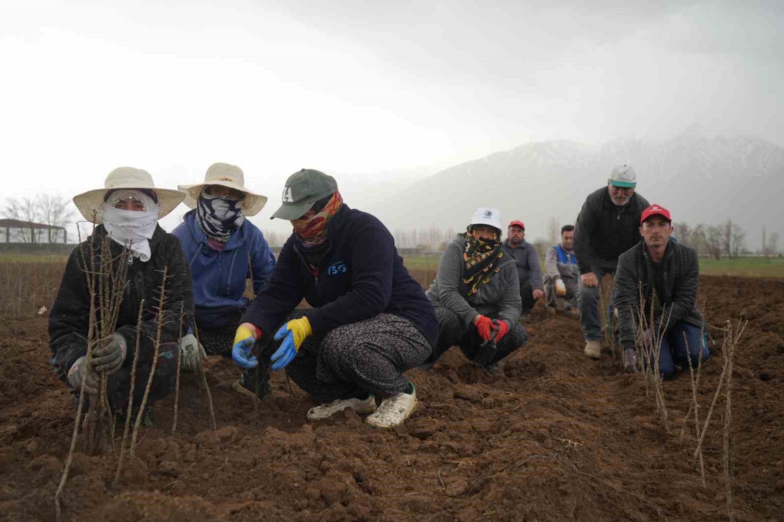 erzincan-bolgenin-fidan-ihtiyacini-karsiliyor