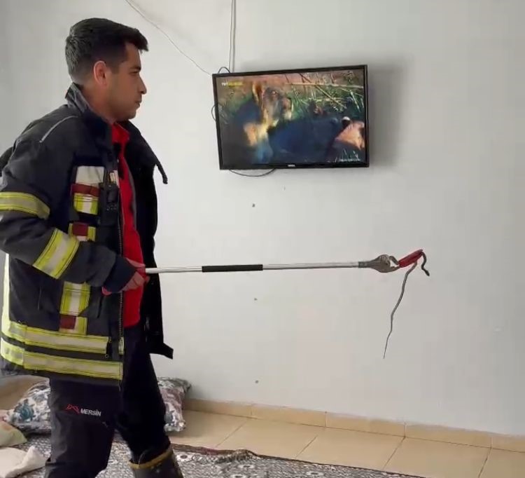 mersinde-2-gun-once-eve-giren-yilani-itfaiye-erleri-bulup-cikartti