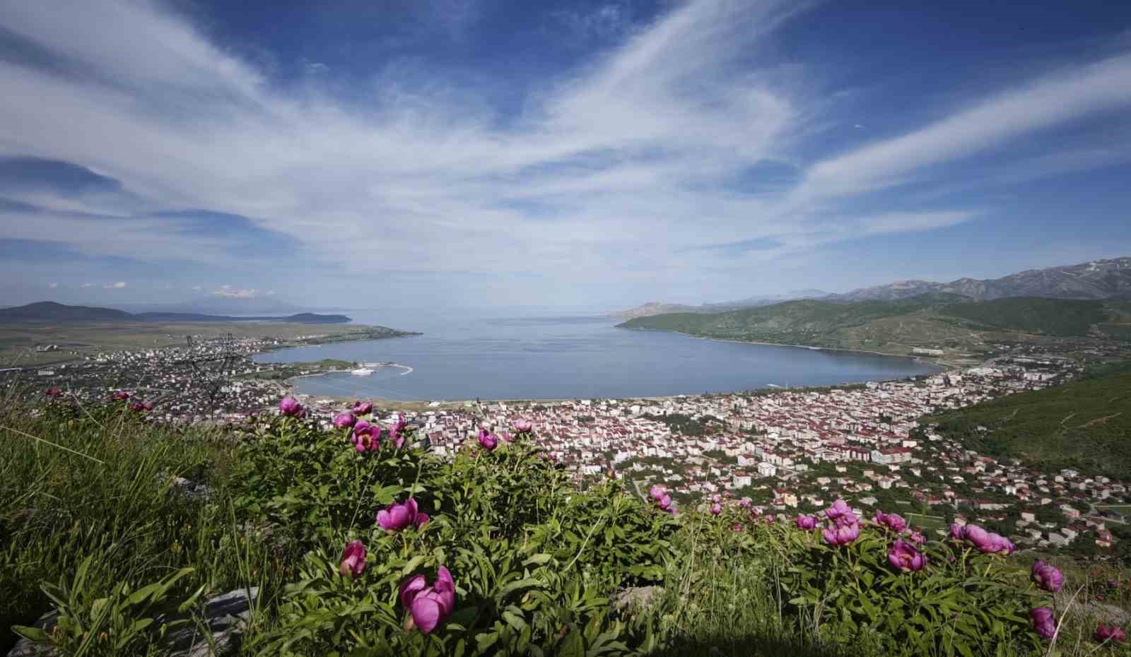 tatvanda-sakayik-cicekleri-gorsel-solen-sunuyor