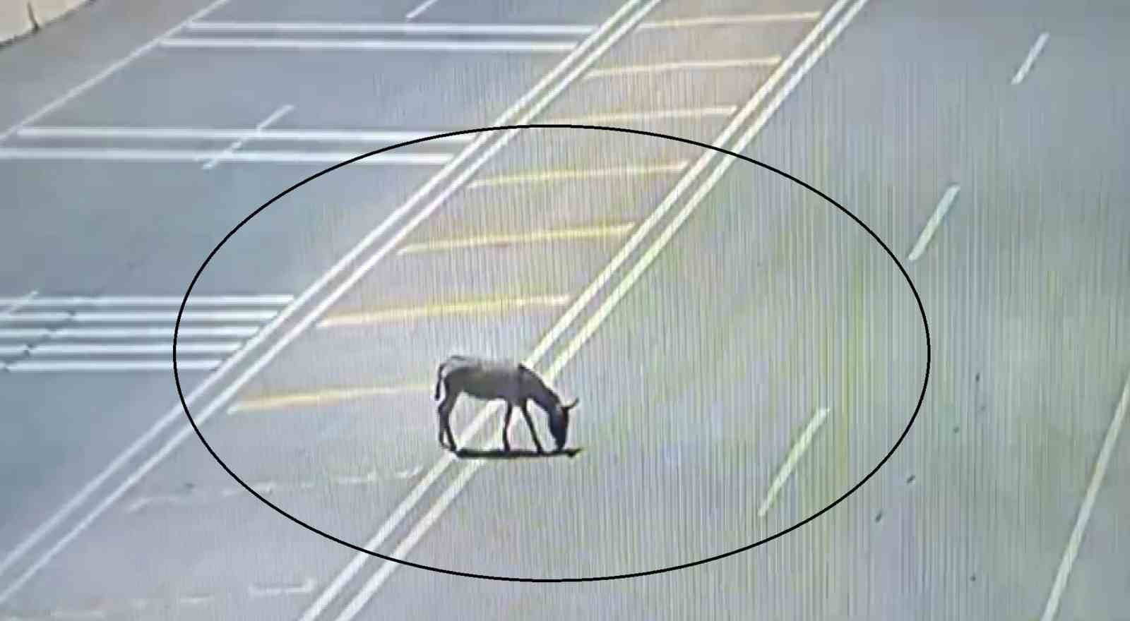 ana-yola-cikarak-trafigi-tehlikeye-dusuren-esek-koruma-altina-alindi