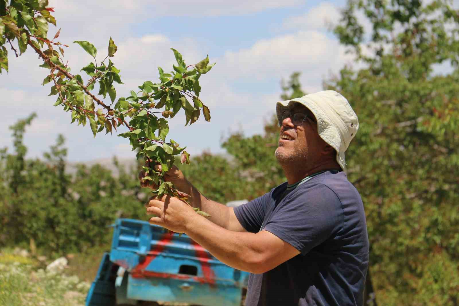 don-sonrasi-15-bin-agac-tek-bir-kayisi-vermedi