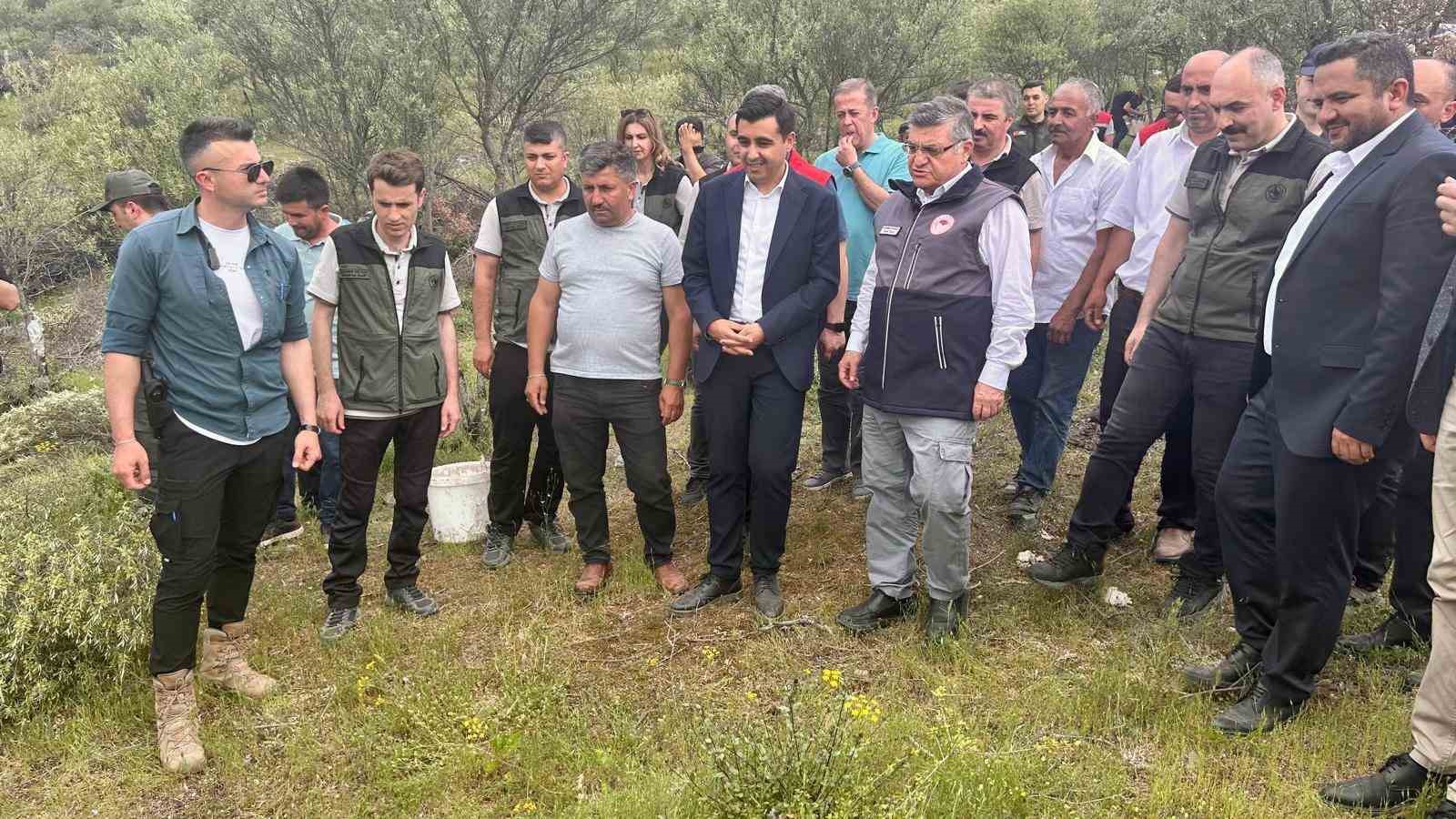sinopta-delice-zeytinleri-asilanarak-ekonomiye-kazandiriliyor