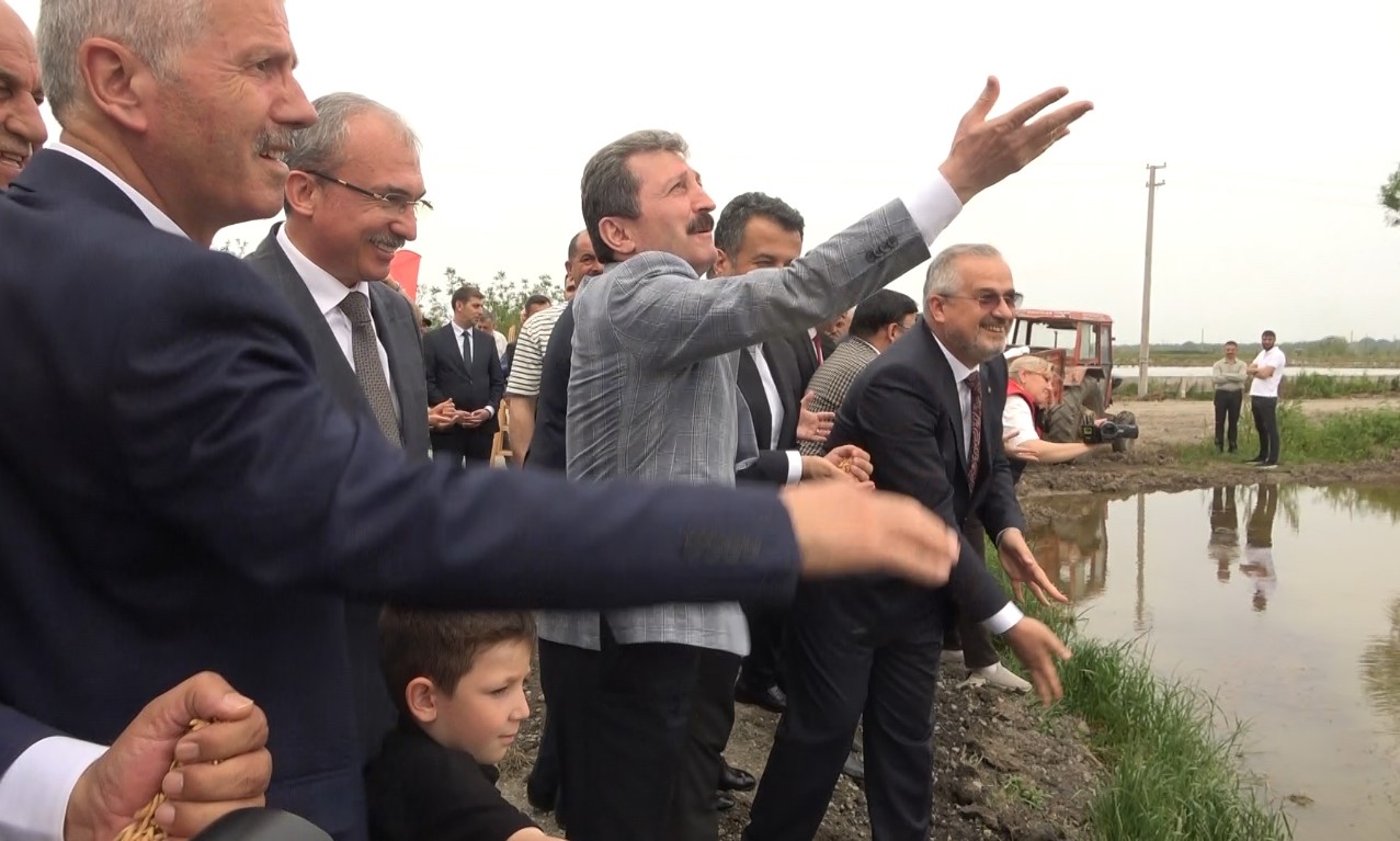 turkiyenin-ikinci-buyuk-celtik-uretim-merkezi-bafra-ovasinda-10-celtik-ekim-gunu