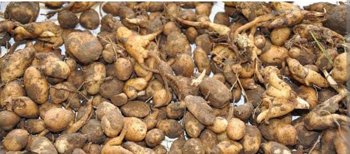 buldanda-salep-toplayan-kisiye-547-bin-tl-ceza-uygulandi