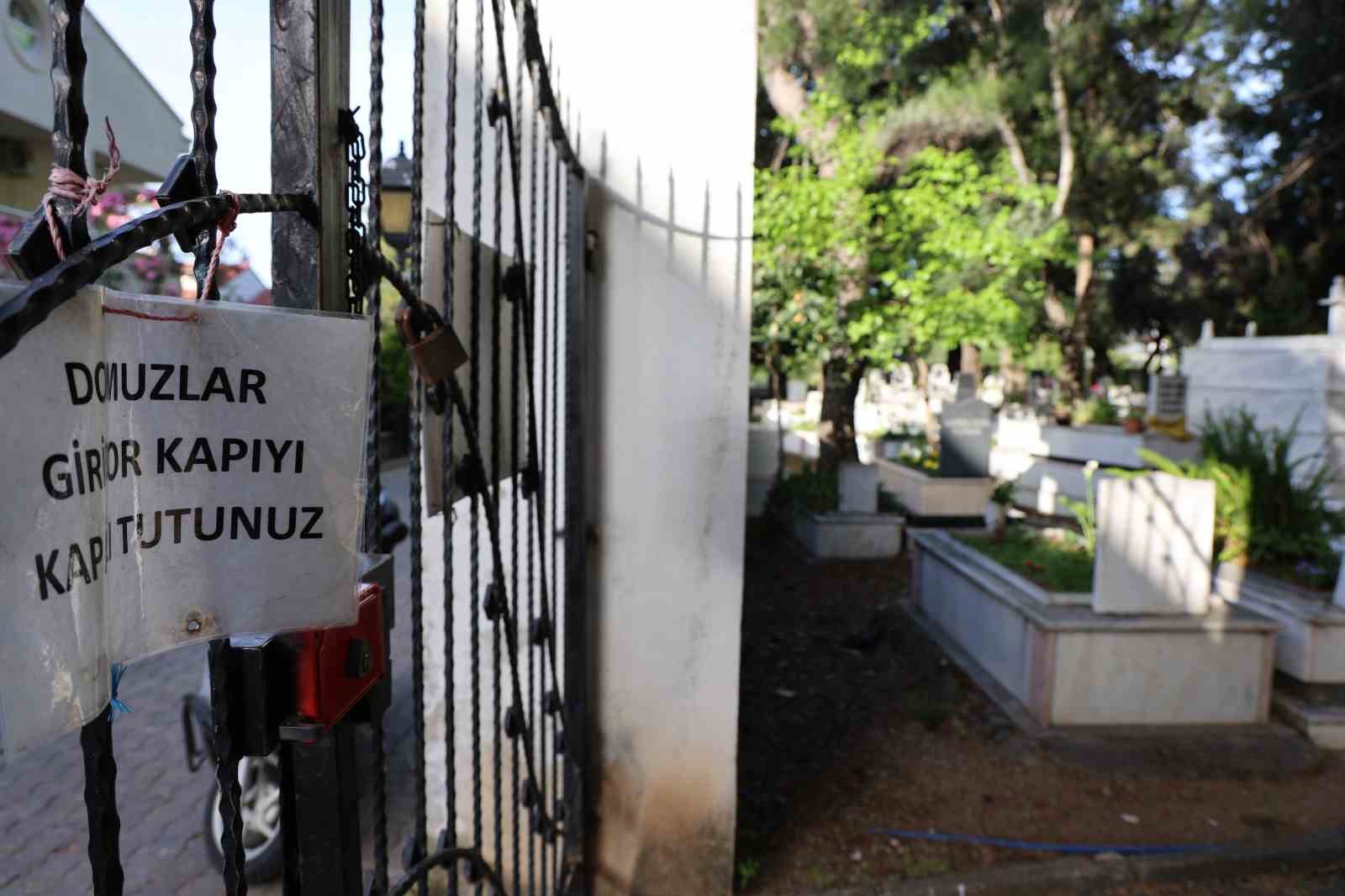 marmariste-vatandasi-canindan-bezdiren-domuzlar-simdi-de-mezarlari-tahrip-etmeye-basladi