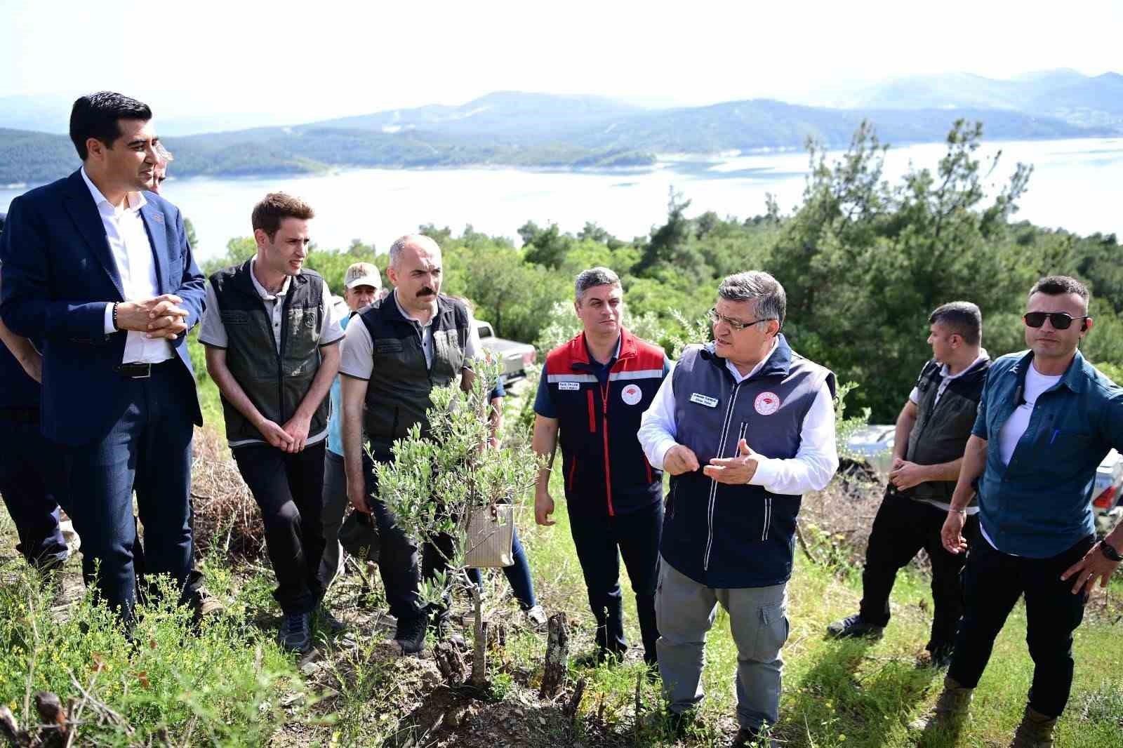 sinopta-80-bin-yabani-zeytin-agaci-asilanacak