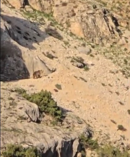 ayi-goren-coban-kurt-gibi-uludu