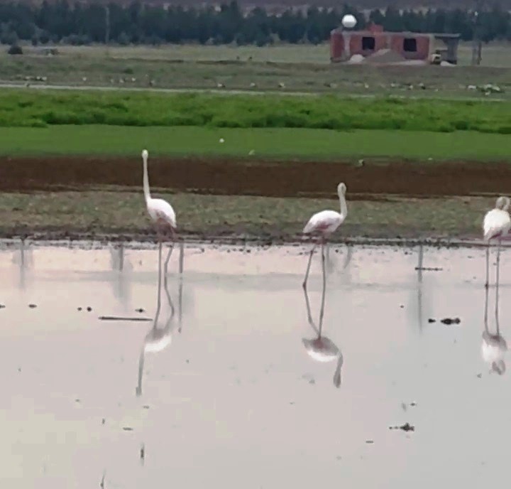 goc-yolunda-olan-flamingolar-diyarbakirda-mola-verdi