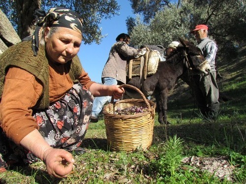 sofralik-zeytin-ihracati-128-milyon-dolardan-162-milyon-dolara-yukseldi