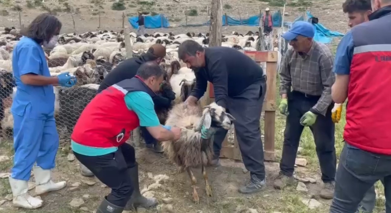 yuksekovada-sap-hastaligina-karsi-asilama-calismasi-devam-ediyor