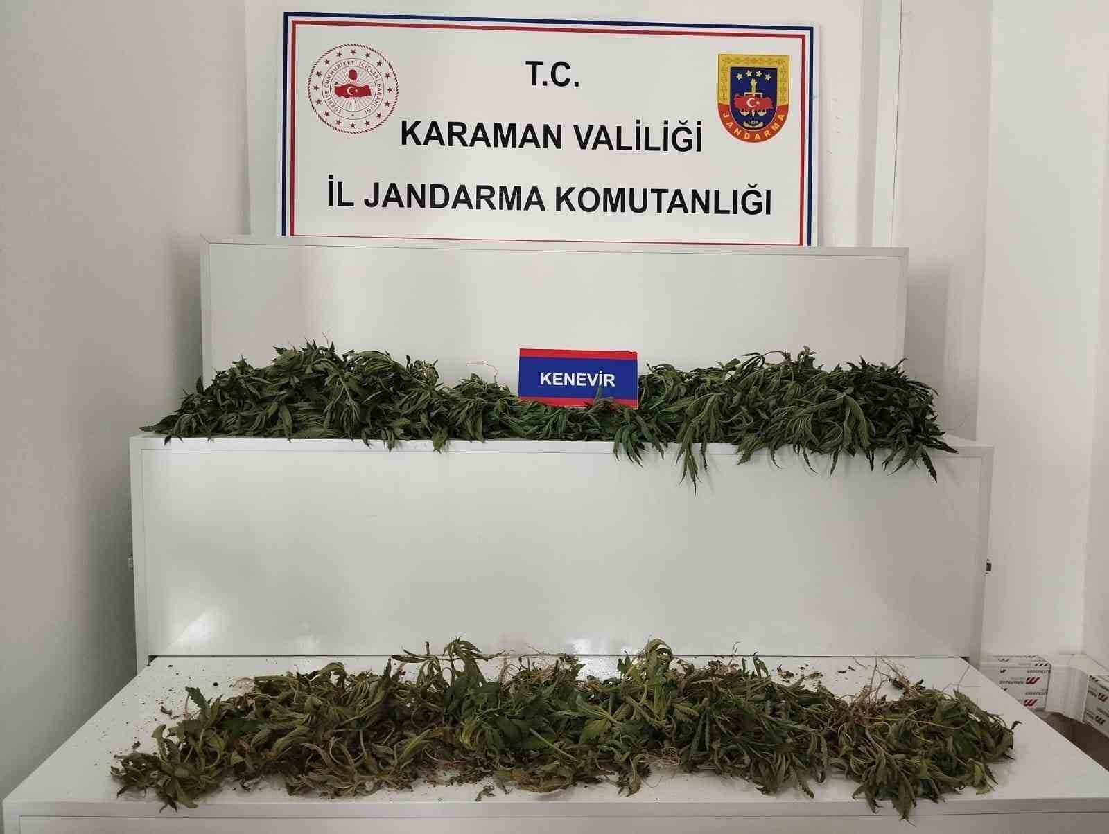 karamanda-698-adet-kok-kenevir-ele-gecirildi