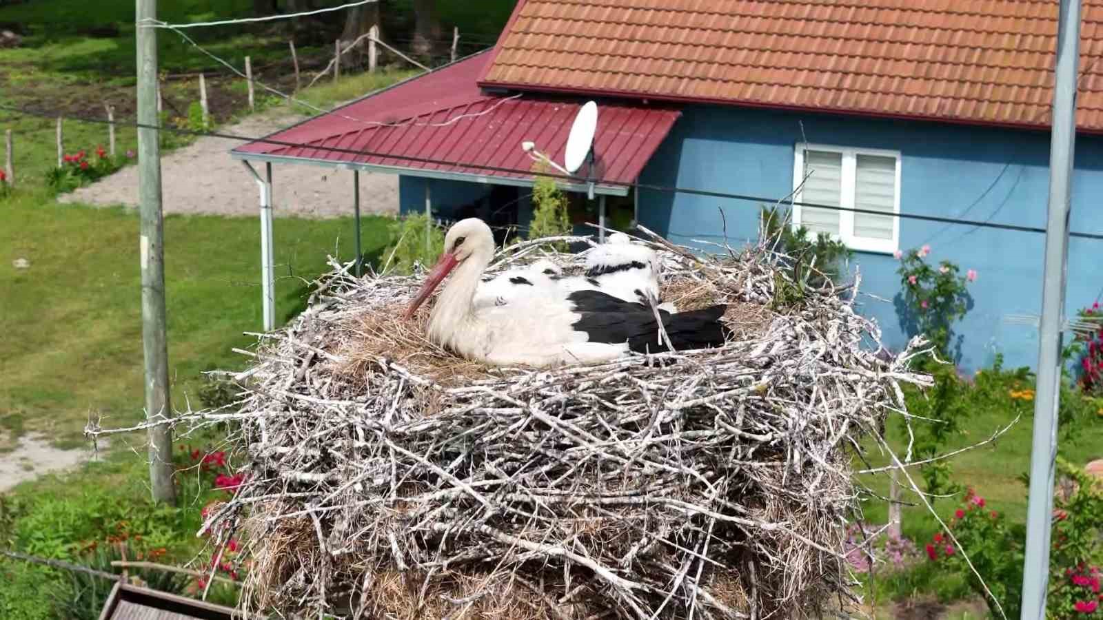 kizilirmak-deltasinda-gorsel-solen-leylekler-mandalar-atlar-develer-ve-su-papatyalari