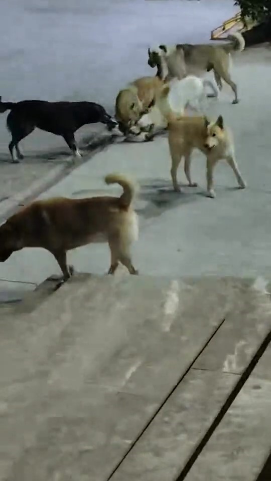 sokak-kopeklerinin-saldirdigi-kedi-telef-oldu