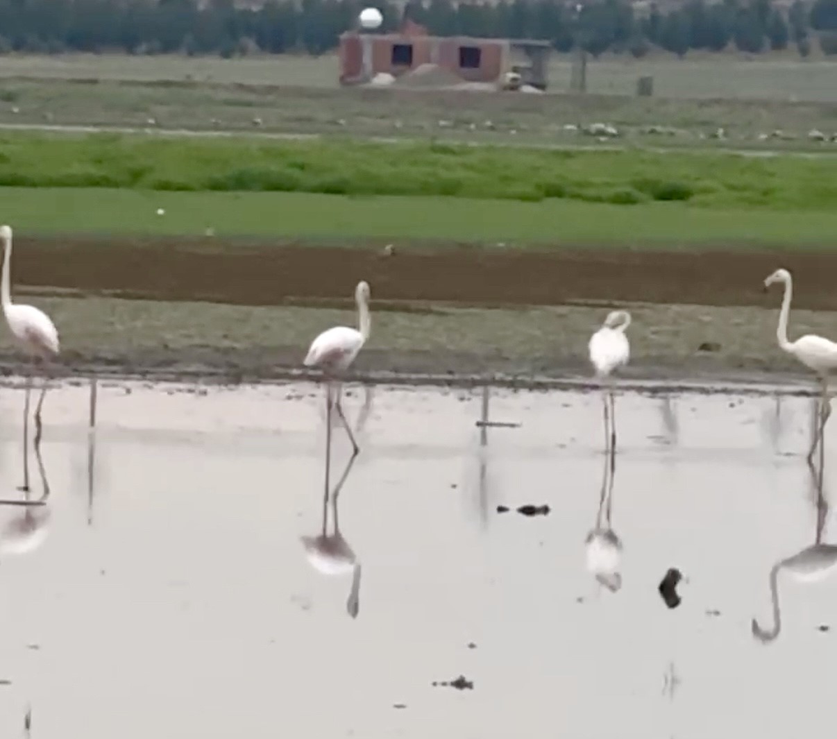 280-turden-fazla-kusa-ev-sahipligi-yapan-diyarbakirda-uzun-yillar-sonra-flamingo-goruldu