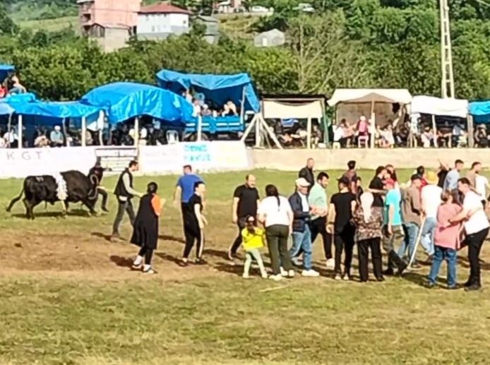 artvinde-sampiyon-boga-sahibini-yaraladi