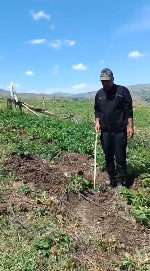 elazigli-ciftci-cilek-bahcesini-talan-eden-domuzlara-sitem-etti