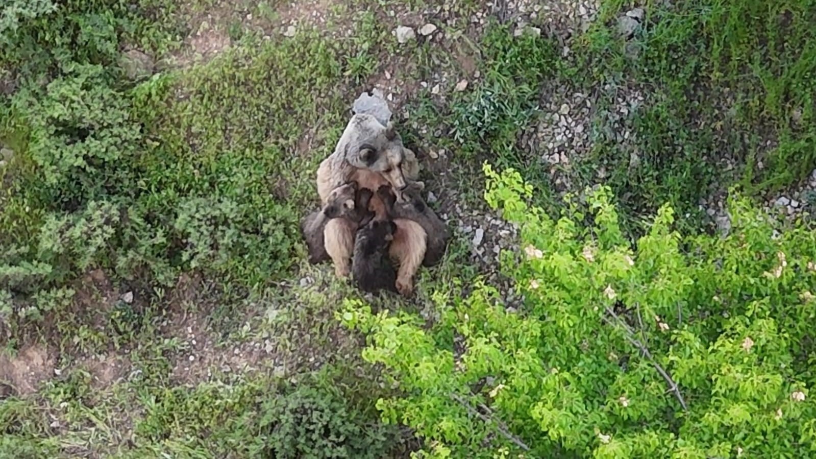 yavrularini-emziren-ayi-dronla-kaydedildi