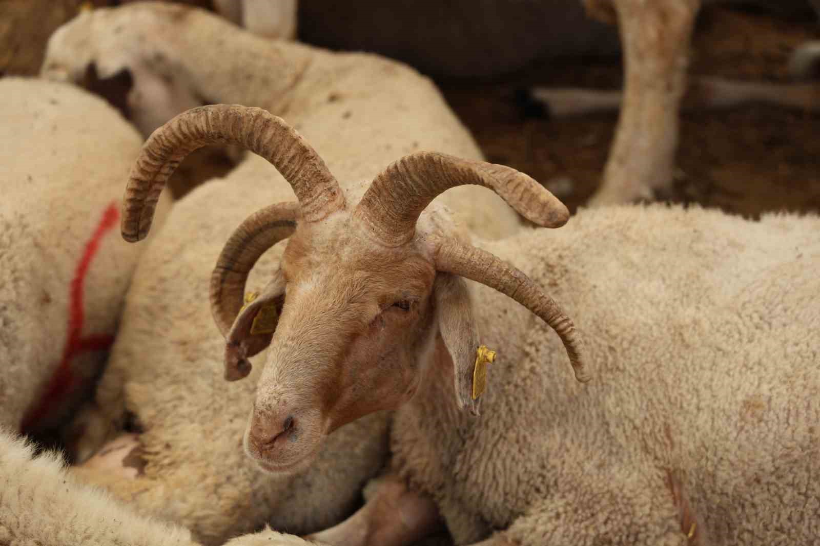 adanada-4-boynuzlu-koclar-kurban-pazarlarinin-gozdesi-oldu