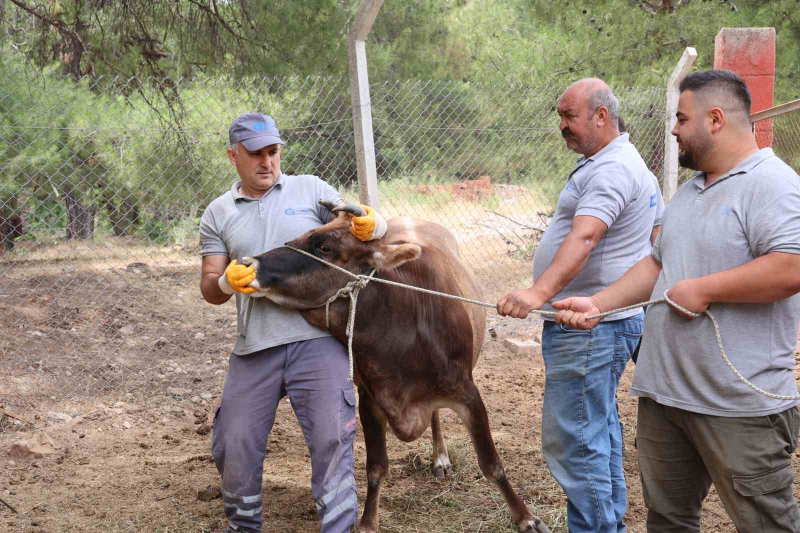 antalya-buyuksehir-belediyesi-kurban-bayramina-hazir