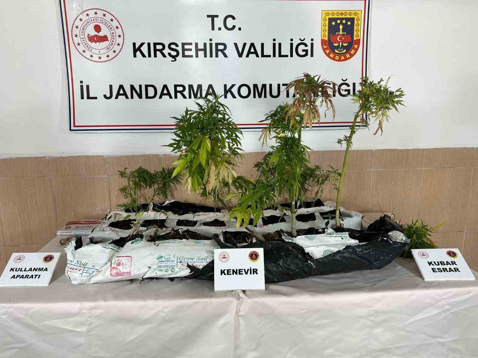 kirsehirde-uyusturucu-operasyonu-40-kok-kenevir-ele-gecirildi