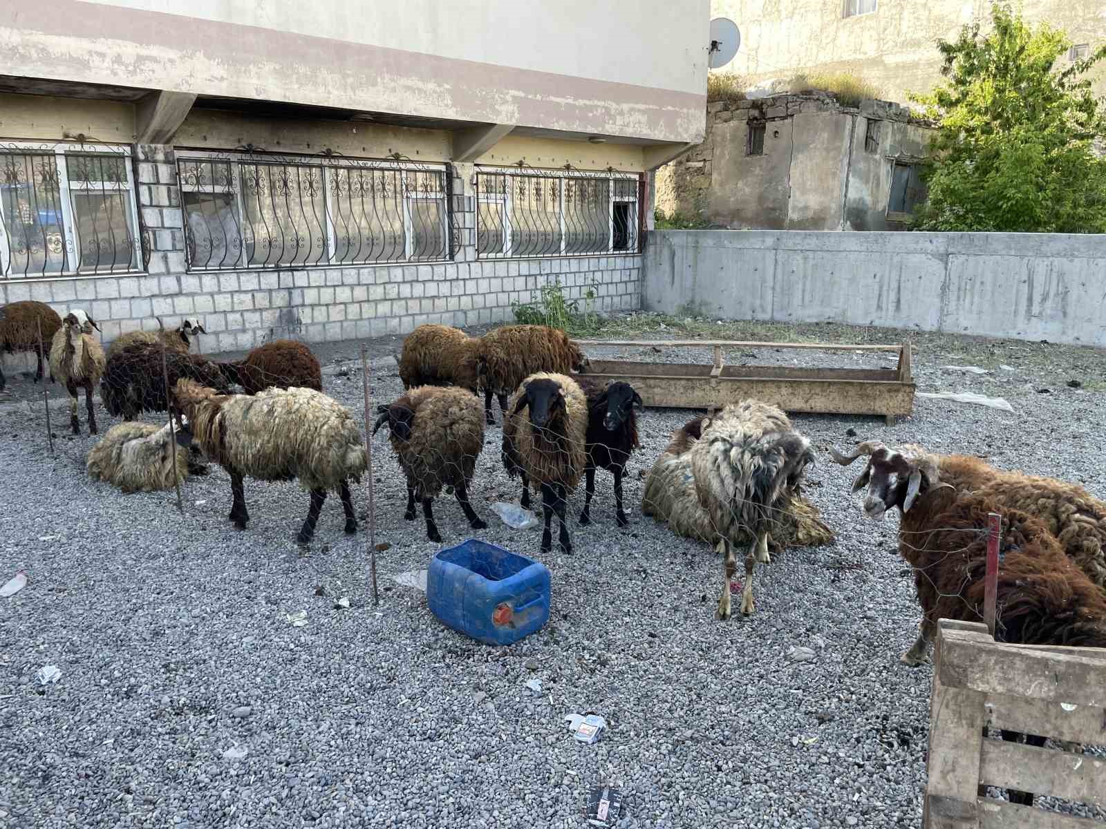 malazgirtte-kucukbas-kurbanliklar-satisa-cikarildi