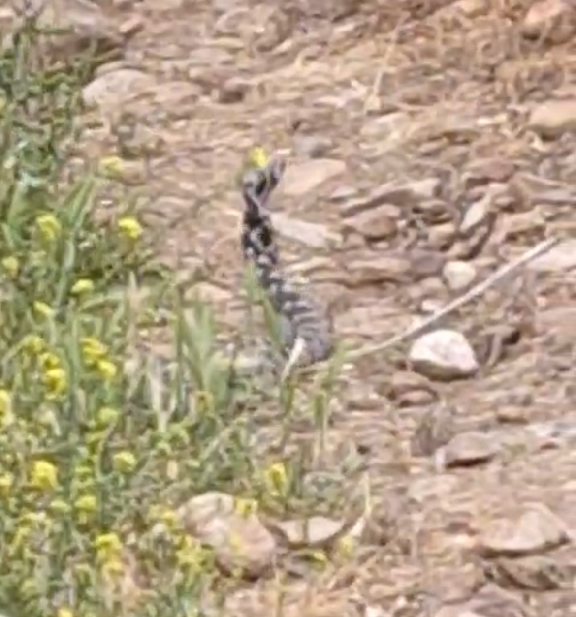 yilanlarin-dansi-goruntulendi