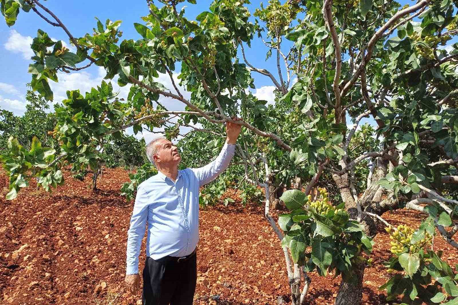 antep-fistigi-rekoltesinde-yuzde-50-dusus-bekleniyor