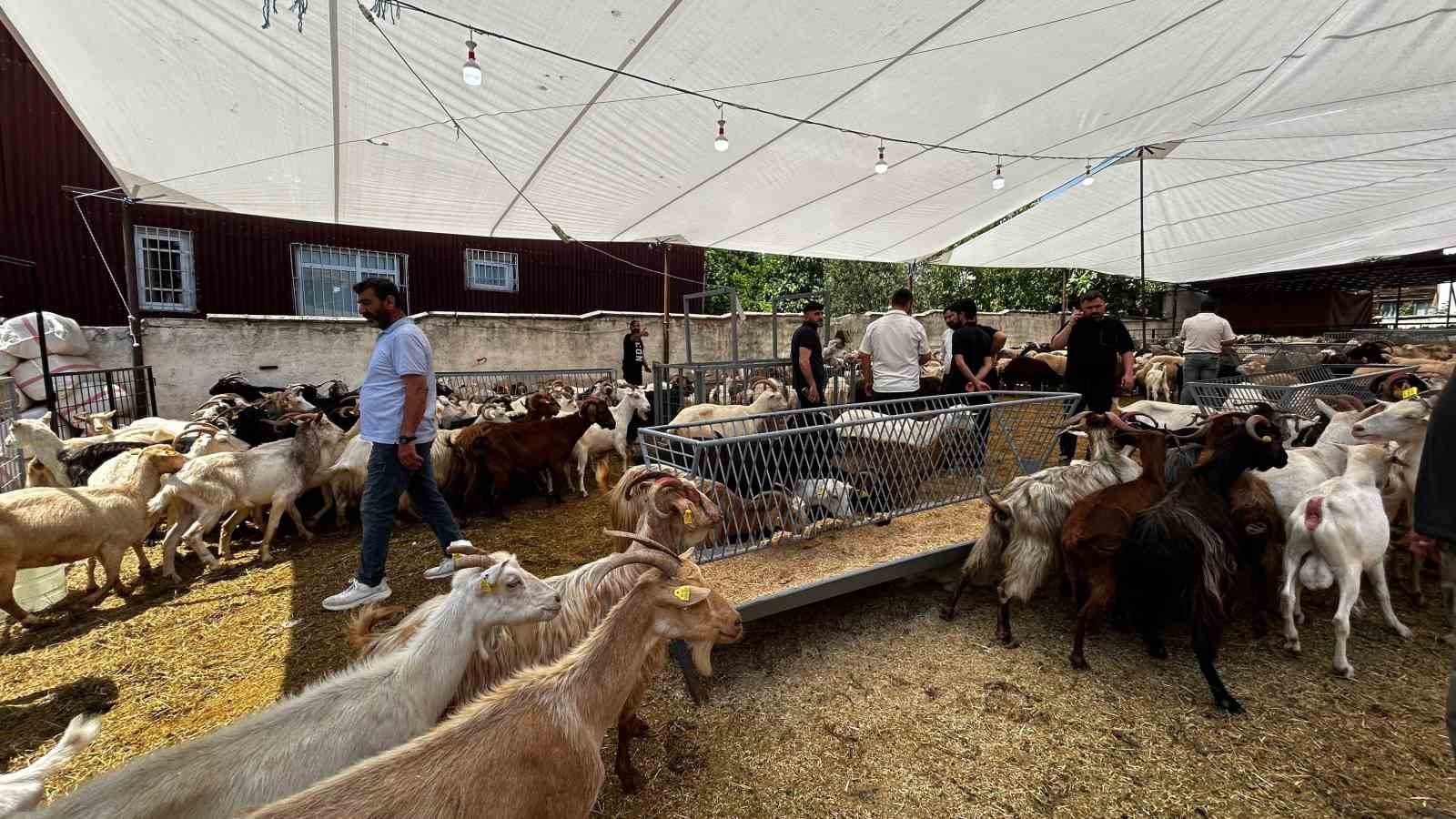 bayrama-sayili-gunler-kala-kurban-satis-yerlerinde-pazarliklar-devam-ediyor