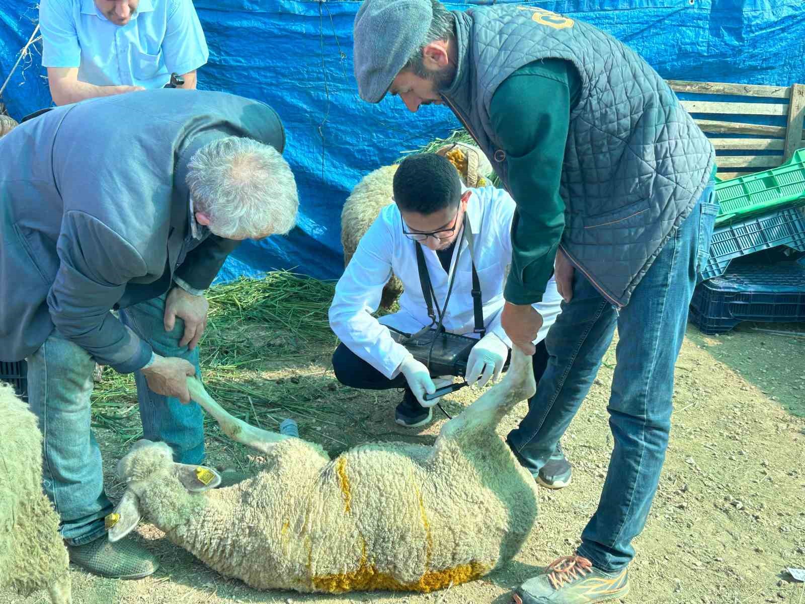 bilecikte-kurban-satis-pazarinda-hayvanlara-gebelik-testi-yapiliyor