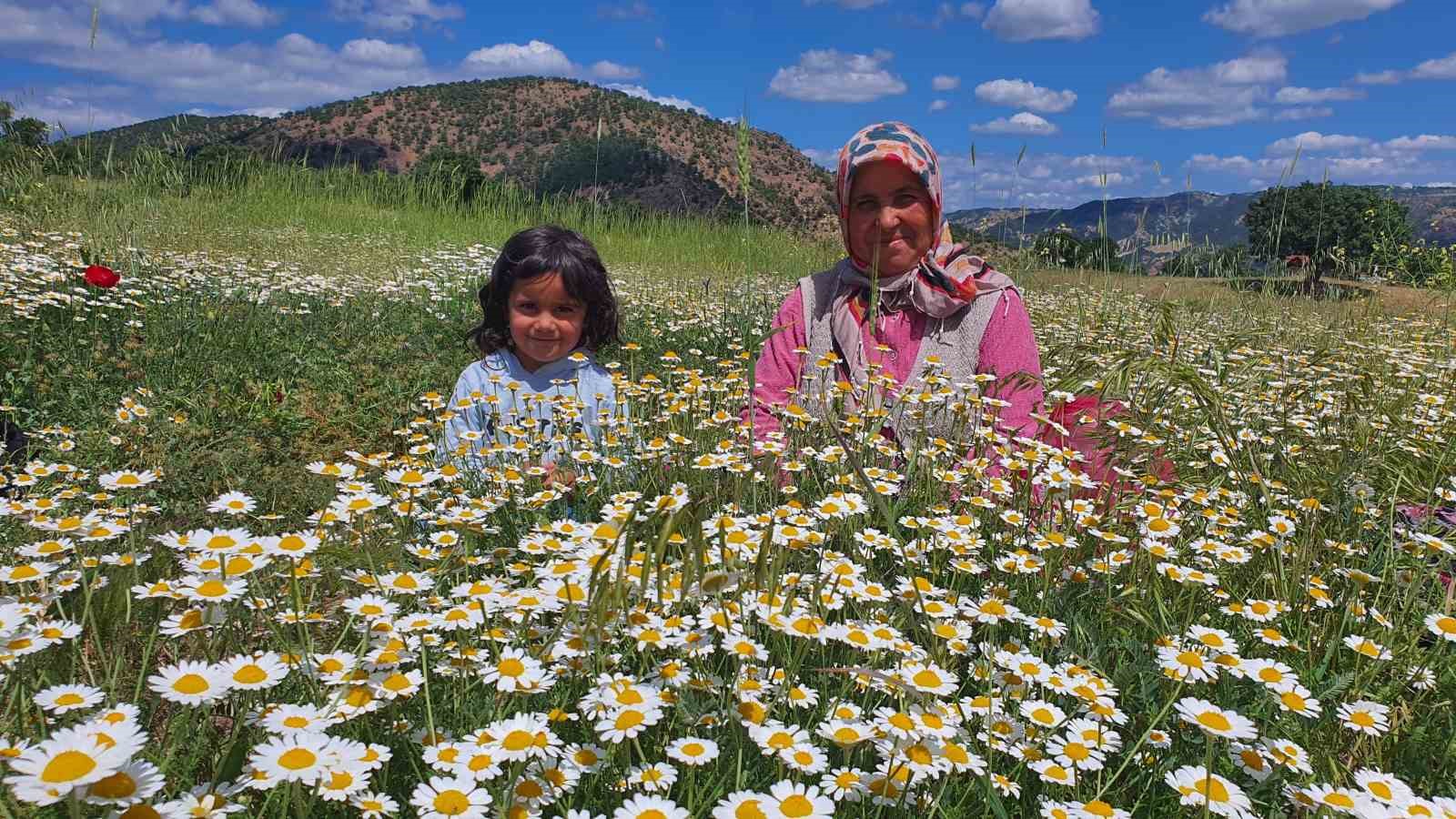 demircili-kadinlarin-topladigi-papatyalar-kurutularak-satiliyor