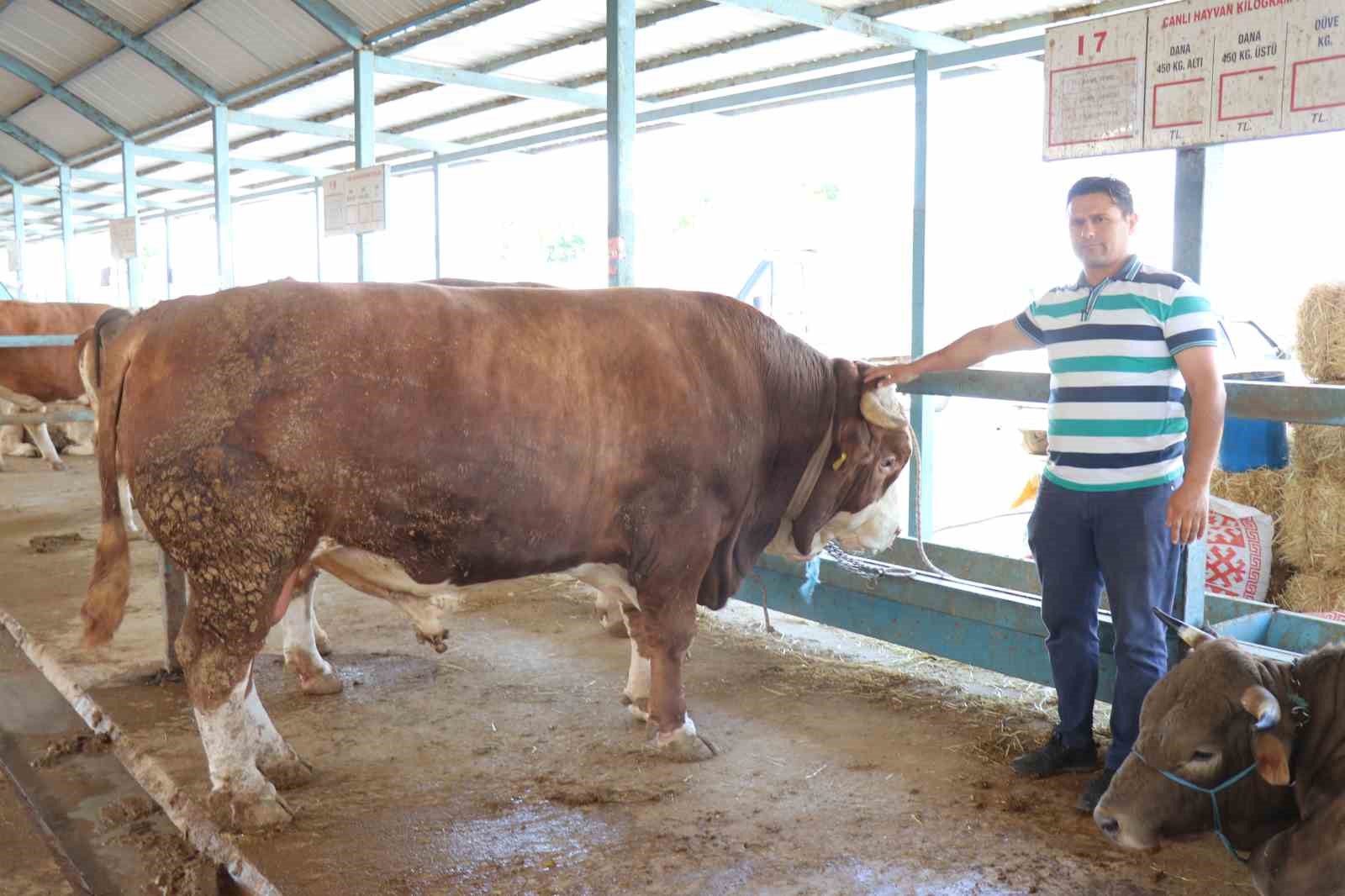 denizli-kurban-pazarinin-en-buyugu-tosun-310-bin-tlye-satildi