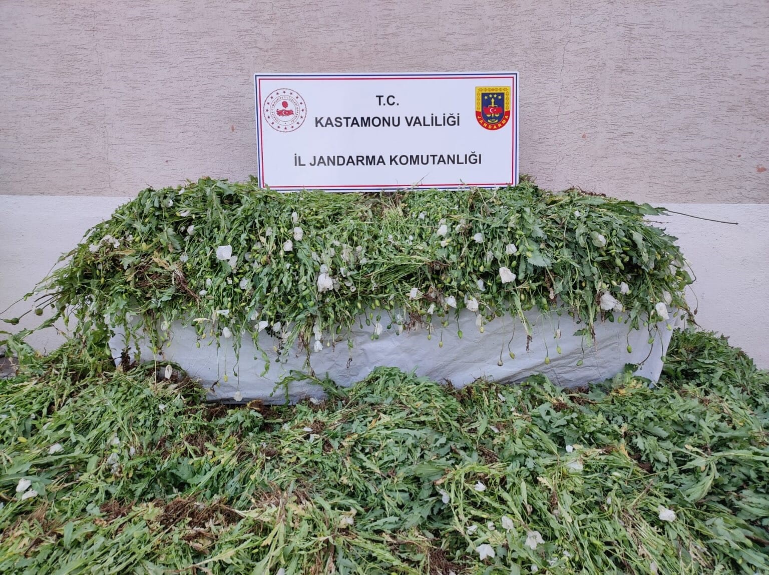 kastamonuda-120-bin-kok-hashas-ele-gecirildi