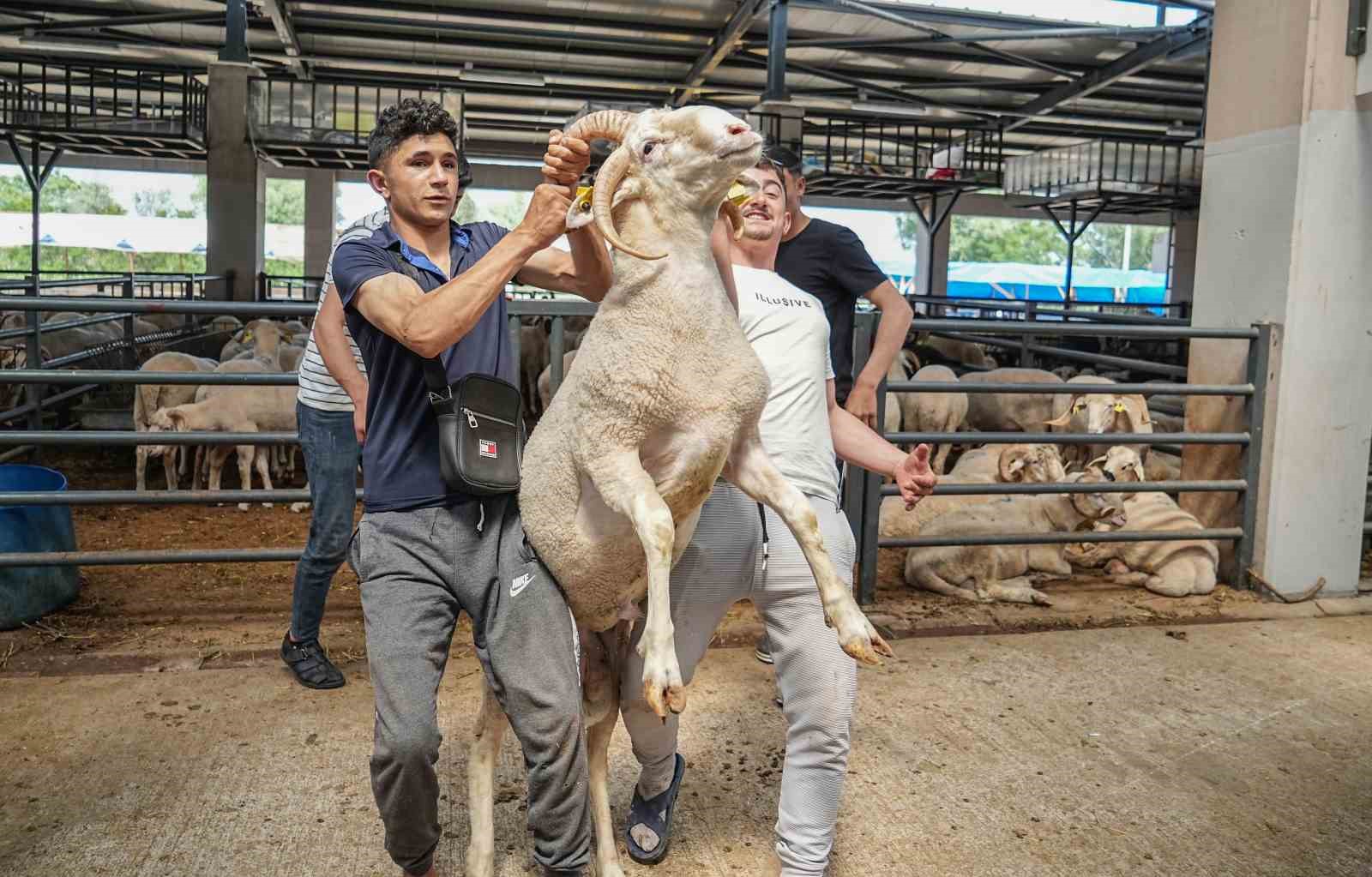 kurban-pazarinin-gozdesi-4-boynuzlu-kocu-gorenler-sasiriyor