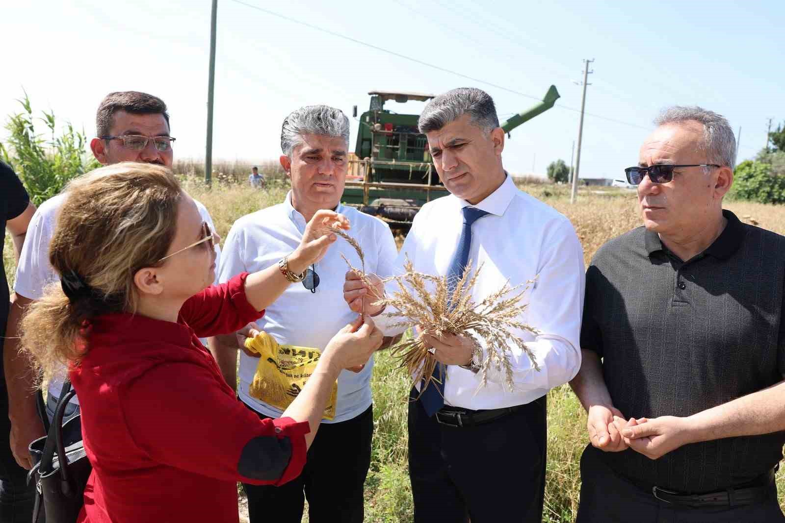 mersinde-yerli-bugdayin-hasadi-gerceklestirildi