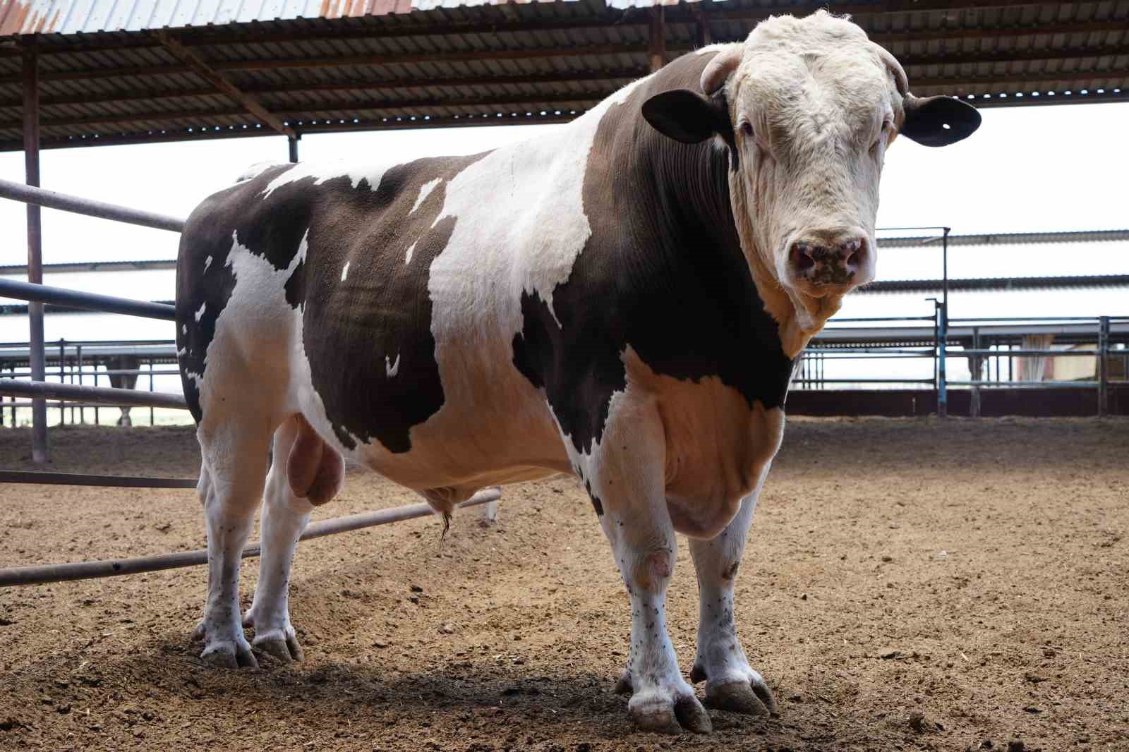 gaziantepte-1-ton-600-kiloluk-dana-fiyatiyla-dudak-ucuklatiyor